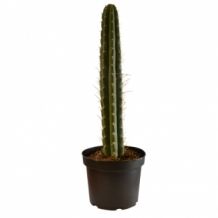 images/productimages/small/Peruvian trichocereus pot soil.jpg